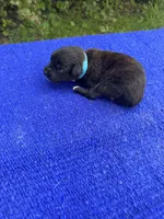 Swiss Roll, a female Miniature Aussiedoodle for sale in Evensville, TN – 9 of 10