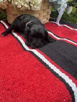 Vintage, a female Schnoodle for sale in Evensville, TN – 3 of 6