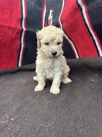 Creek, a male Miniature Schnauzer and Poodle - Miniature  for sale in Evensville, TN – 7 of 9