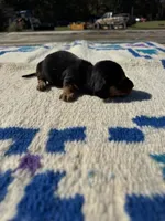 Candyman, a male Miniature Dachshund for sale in Evensville, TN – 2 of 5