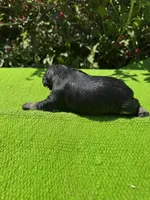 Density, a female Schnoodle for sale in Evensville, TN – 9 of 10