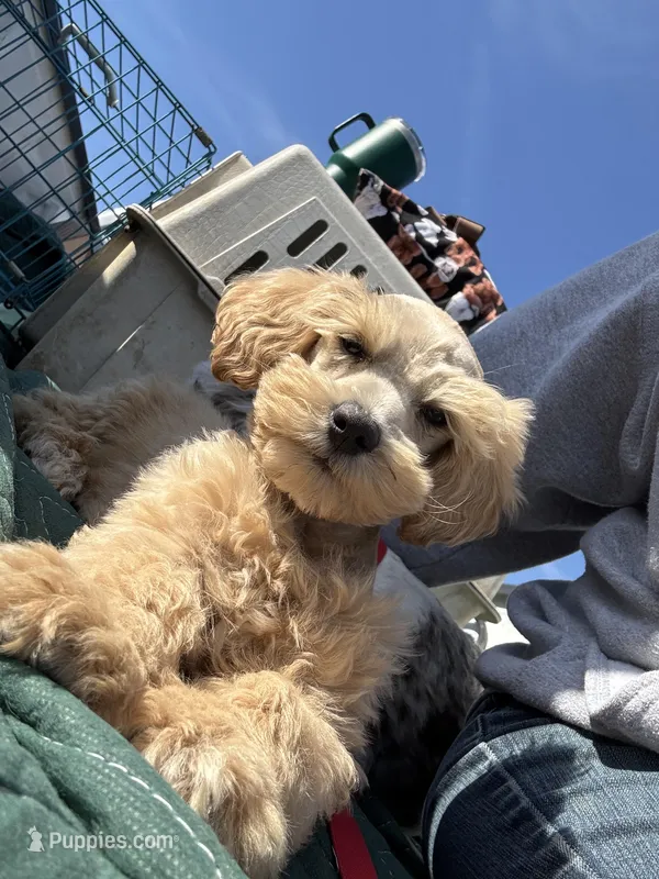 Dreamsicle – Schnoodle puppy for sale in Evensville, TN