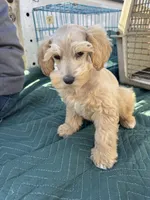 Dreamsicle, a female Schnoodle for sale in Evensville, TN – Photo 6 of 10