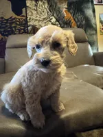 Dreamsicle, a female Schnoodle for sale in Evensville, TN – Photo 1 of 7