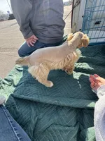 Dreamsicle, a female Schnoodle for sale in Evensville, TN – Photo 9 of 10
