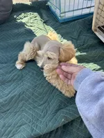 Dreamsicle, a female Schnoodle for sale in Evensville, TN – Photo 8 of 10