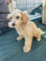 Dreamsicle, a female Schnoodle for sale in Evensville, TN – Photo 5 of 10