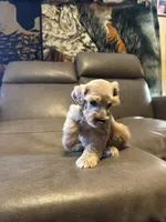 Dreamsicle, a female Schnoodle for sale in Evensville, TN – Photo 6 of 7