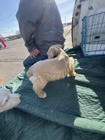 Dreamsicle, a female Schnoodle for sale in Evensville, TN – Photo 4 of 10
