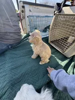 Dreamsicle, a female Schnoodle for sale in Evensville, TN – Photo 3 of 10