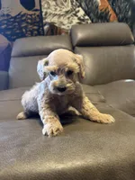 Dreamsicle, a female Schnoodle for sale in Evensville, TN – Photo 3 of 7