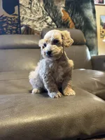 Dreamsicle, a female Schnoodle for sale in Evensville, TN – Photo 4 of 7