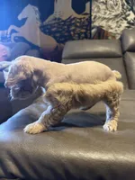 Dreamsicle, a female Schnoodle for sale in Evensville, TN – Photo 2 of 7