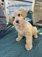 Dreamsicle, a female Schnoodle for sale in Evensville, TN – Photo 7 of 10