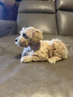 Dreamsicle, a female Schnoodle for sale in Evensville, TN – Photo 7 of 7