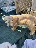 Dreamsicle, a female Schnoodle for sale in Evensville, TN – Photo 10 of 10