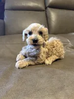 Dreamsicle, a female Schnoodle for sale in Evensville, TN – Photo 5 of 7