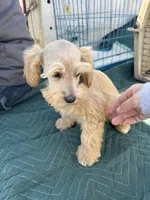 Dreamsicle, a female Schnoodle for sale in Evensville, TN – Photo 2 of 10