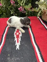 Precision, a female Schnoodle for sale in Evensville, TN – 3 of 8