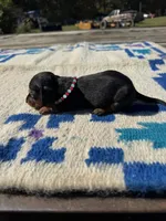 Candy, a female Miniature Dachshund for sale in Evensville, TN – 3 of 7
