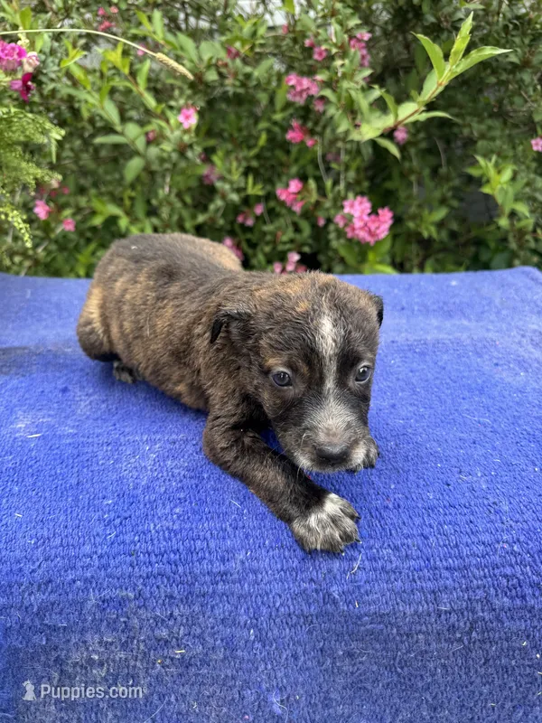 Scout – Australian Cattle Dog puppy for sale in Evensville, TN