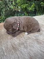 Rubi, a female Miniature Aussiedoodle for sale in Evensville, TN – 9 of 10