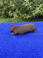 Sadie, a female Miniature Dachshund for sale in Evensville, TN – 4 of 10