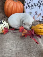 Persis, a female Labradoodle for sale in Evensville, TN – 5 of 8
