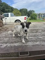 Boomer, a female Australian Cattle Dog for sale in Evensville, TN – 1 of 10