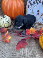 Ozora, a female Miniature Schnauzer and Schnoodle for sale in Evensville, TN – 4 of 7