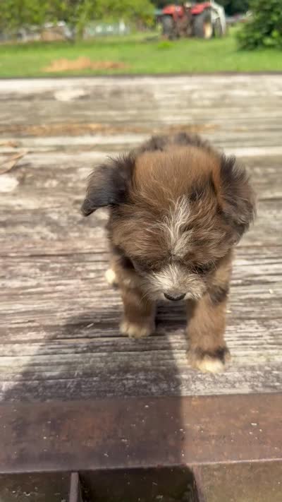 Zebra Cake, a male Miniature Aussiedoodle for sale in Evensville, TN – 10 of 10