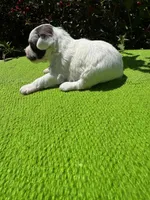Birdie, a female Schnoodle for sale in Evensville, TN – 5 of 9