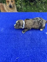 Zebra Cake, a male Miniature Aussiedoodle for sale in Evensville, TN – 8 of 9