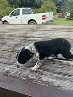 Harley, a female Australian Cattle Dog for sale in Evensville, TN – 5 of 9