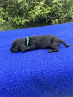 Oliver, a male Miniature Dachshund for sale in Evensville, TN – 4 of 8