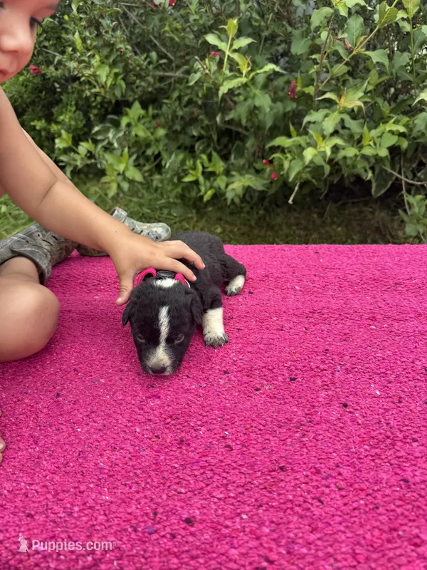 Willow – Australian Cattle Dog puppy for sale in Evensville, TN