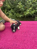 Willow, a female Australian Cattle Dog for sale in Evensville, TN – 1 of 10