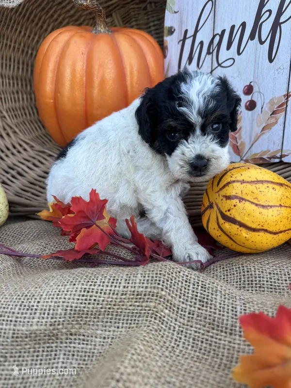 Nilsa – Schnoodle, Poodle - Miniature  puppy for sale in Evensville, TN