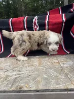 Koa, a male Miniature Aussiedoodle for sale in Evensville, TN – 3 of 7