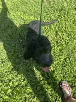 Zane, a male Sheepadoodle for sale in Evensville, TN – 2 of 3