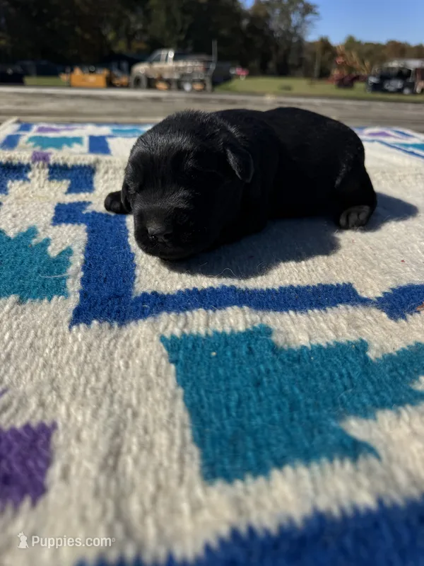 Dorito – Giant Schnauzer puppy for sale in Evensville, TN