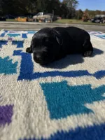 Dorito, a male Giant Schnauzer for sale in Evensville, TN – 1 of 9