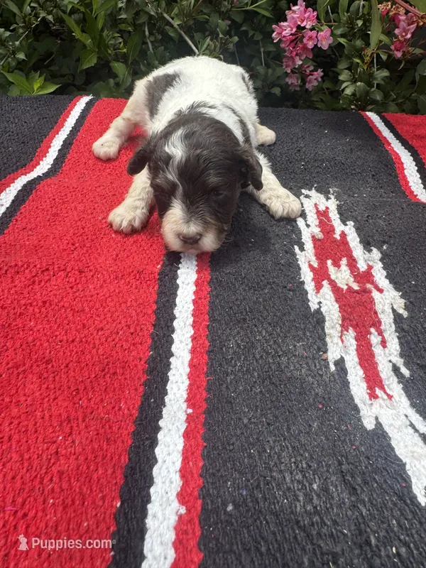 Precision – Schnoodle puppy for sale in Evensville, TN