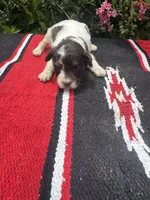 Precision, a female Schnoodle for sale in Evensville, TN – 1 of 8