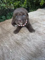 Rubi, a female Miniature Aussiedoodle for sale in Evensville, TN – 10 of 10