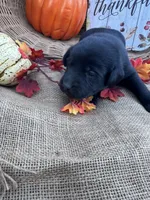Patrice, a female Labrador Retriever for sale in Evensville, TN – 8 of 8