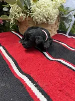 Vintage, a female Schnoodle for sale in Evensville, TN – 6 of 6