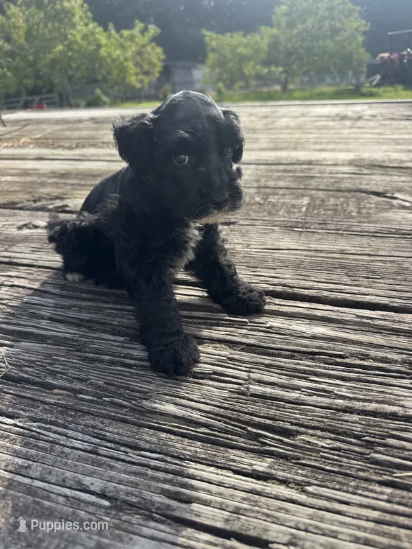 Richie – Schnoodle puppy for sale in Evensville, TN