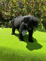 Blackbird, a male Giant Schnauzer for sale in Evensville, TN – 3 of 8