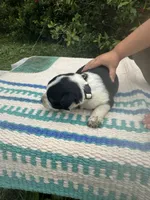 Harley, a female Australian Cattle Dog for sale in Evensville, TN – 8 of 9